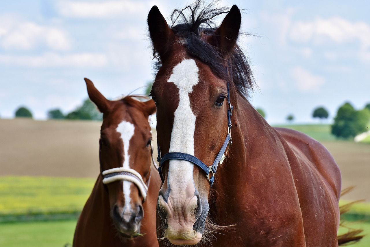 Image - horses for two coupling stallion