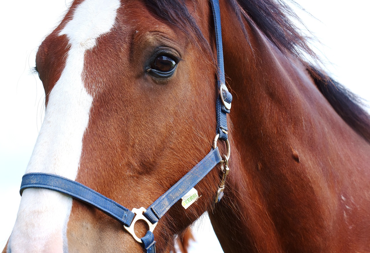 Image - horses stallion paddock brown