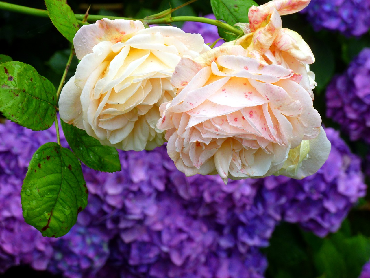 Image - rose hydrangeas flowers garden