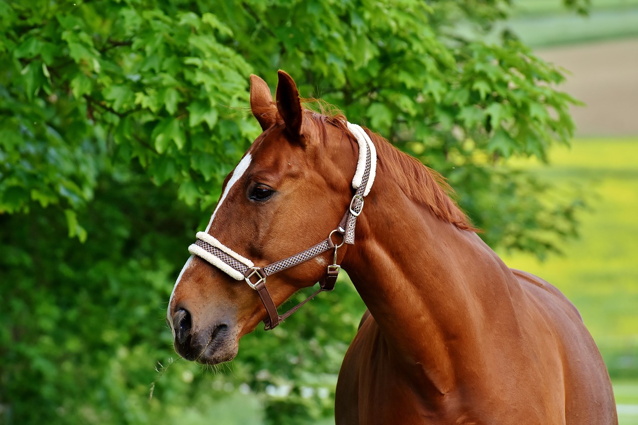 Image - horses coupling stallion eat