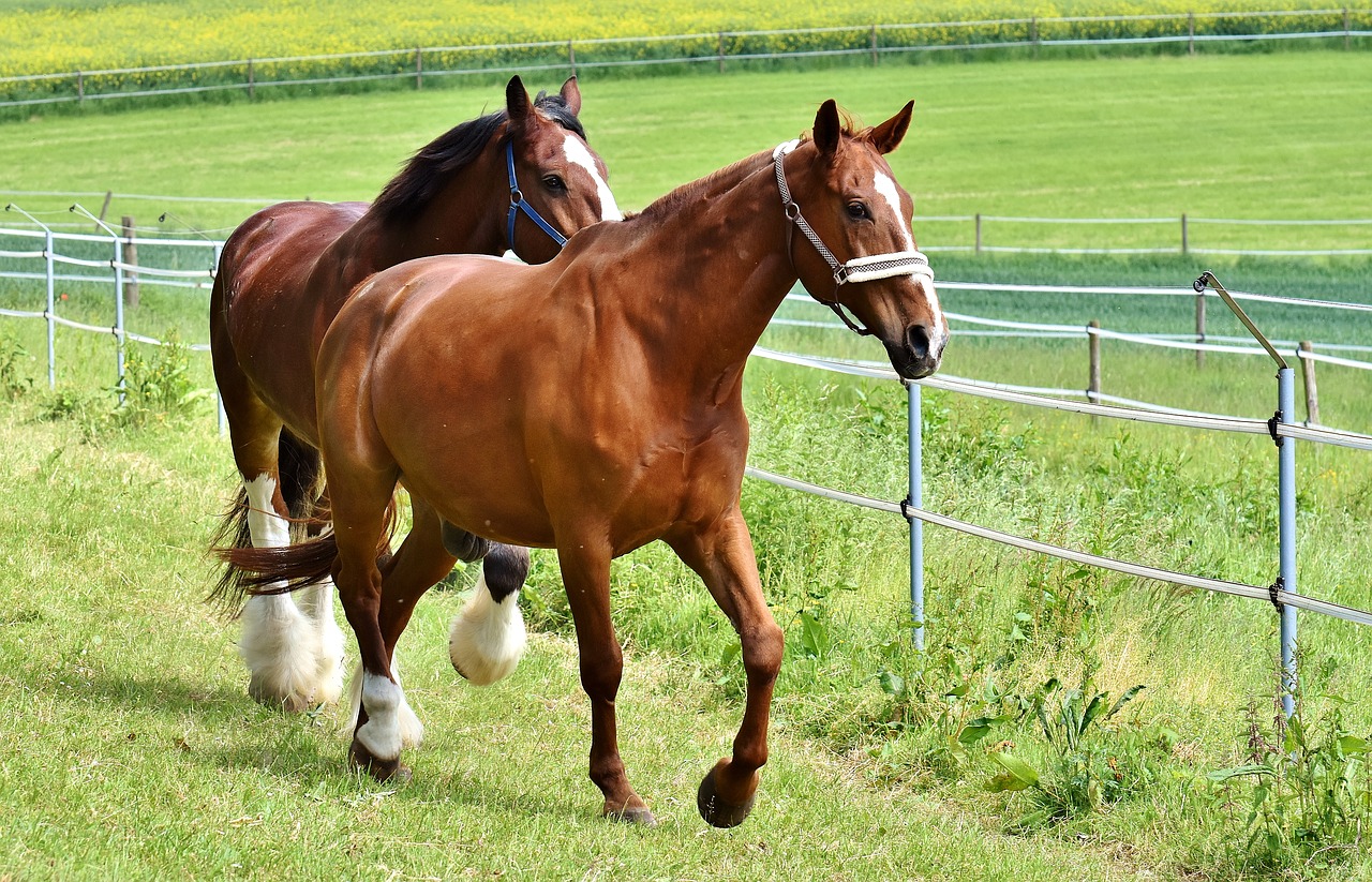 Image - horses for two coupling stallion