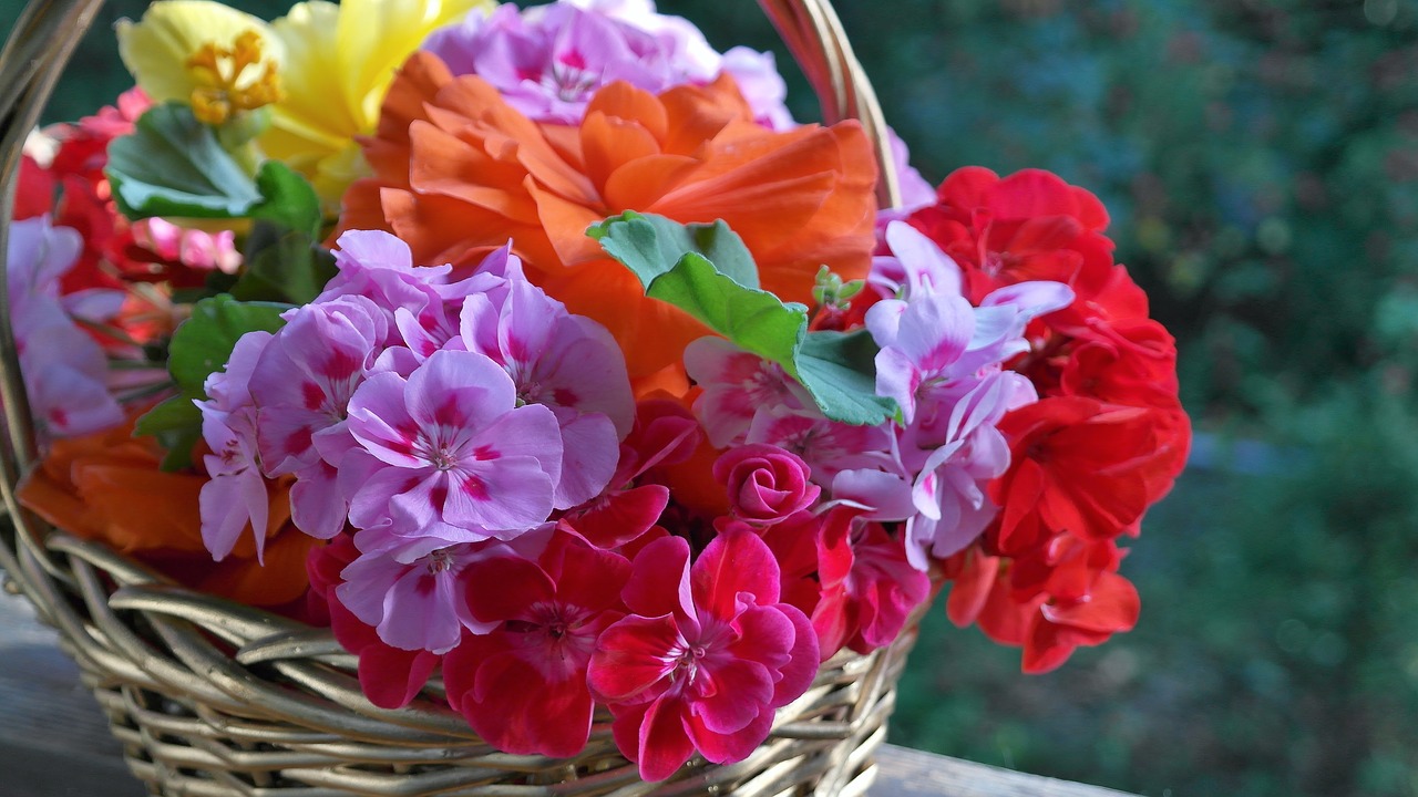 Image - geranium petunia balcony plants