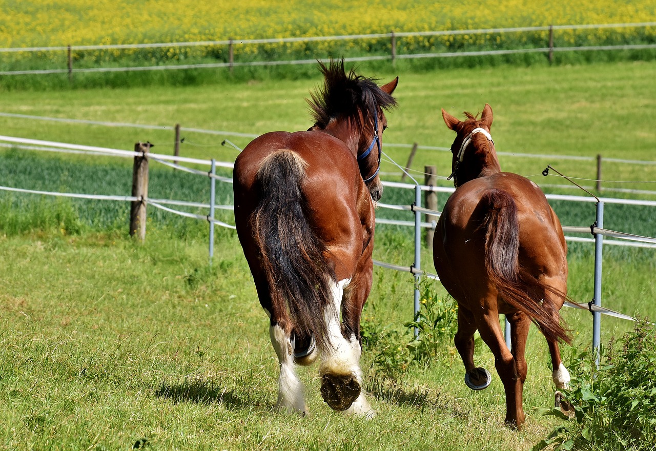 Image - horses for two coupling stallion