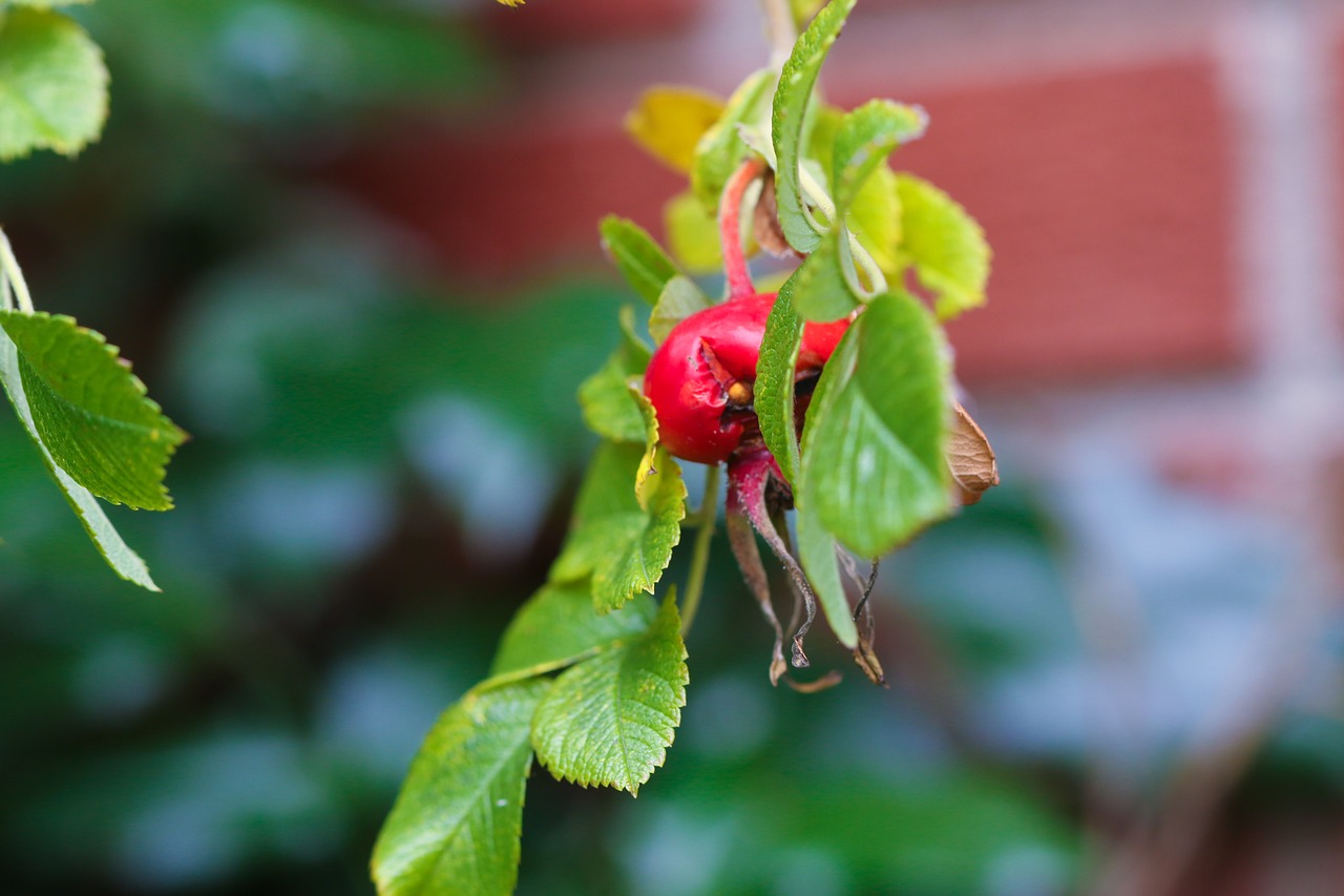 Image - herb nature rose hip autumn fall