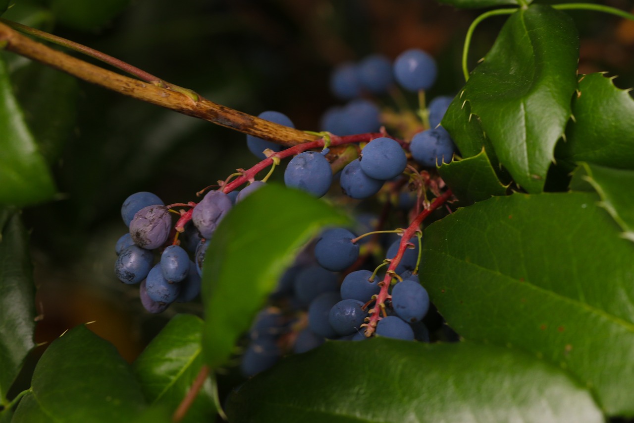 Image - berry blue nature autumn fall