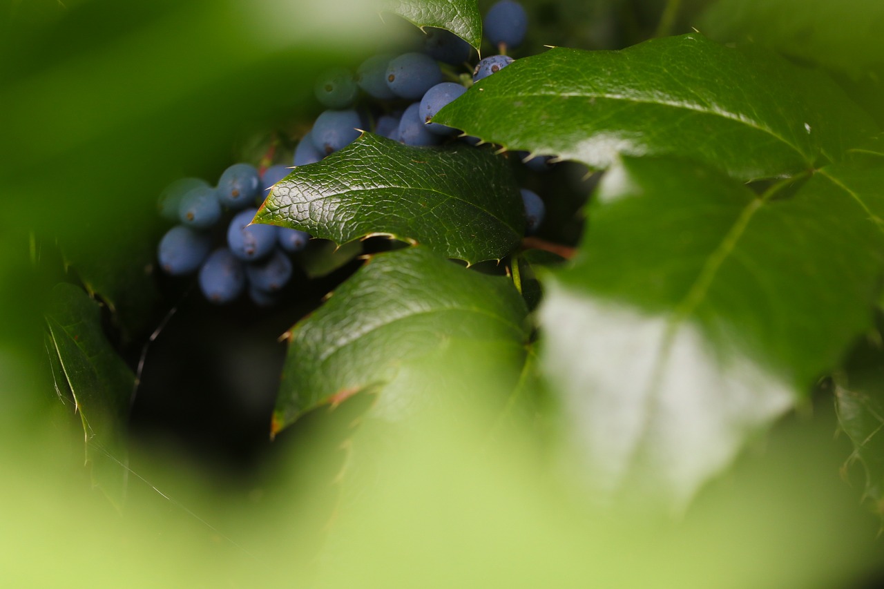 Image - berry blue nature autumn fall