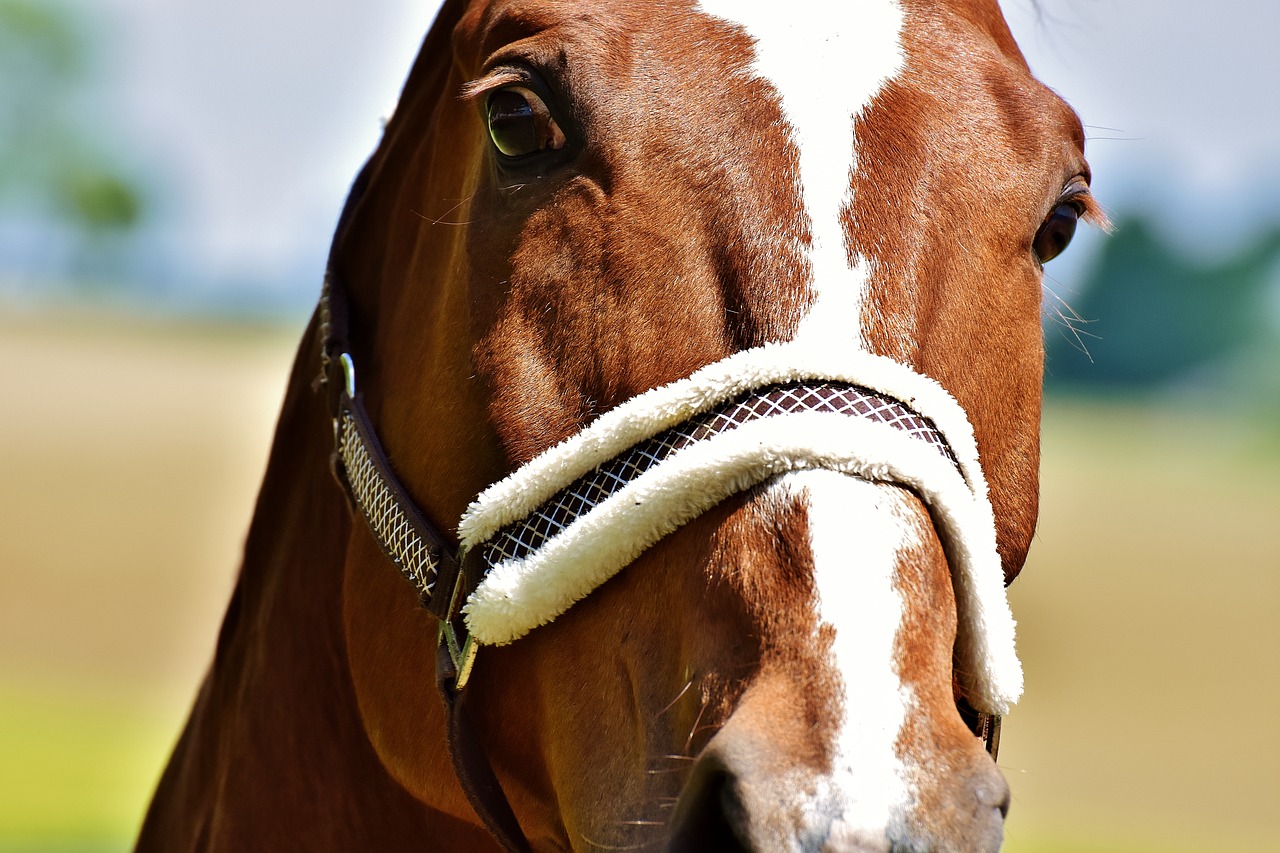 Image - horse stallion paddock brown view