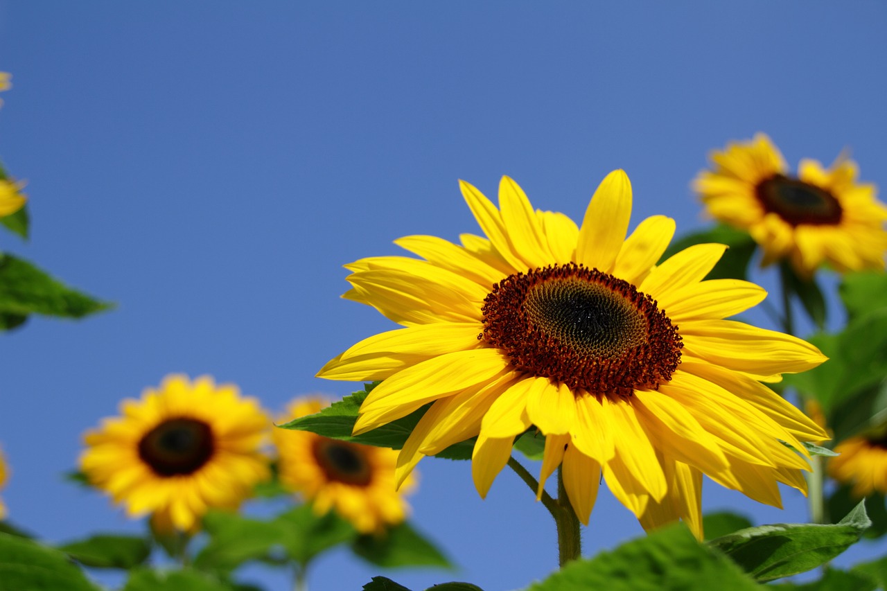 Image - sun flower summer flower field