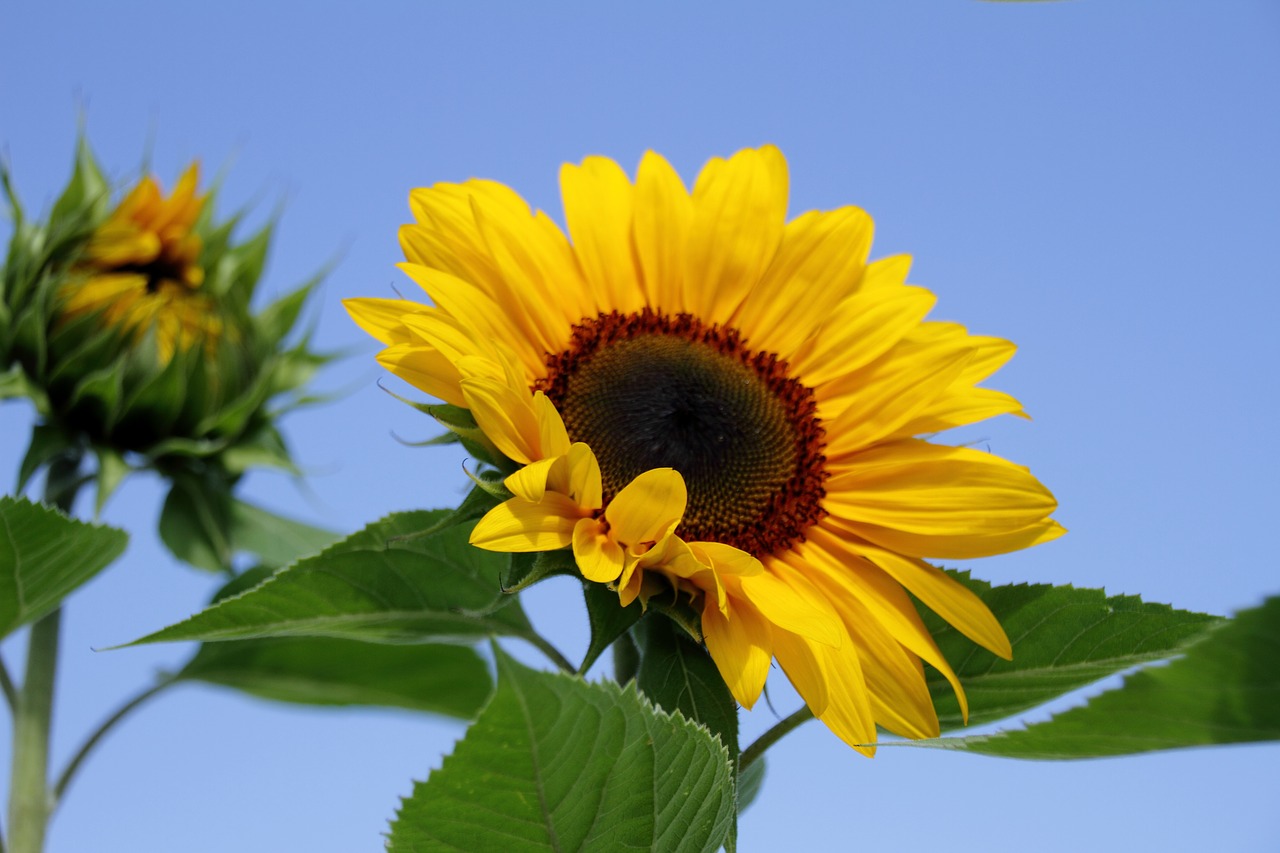 Image - sun flower summer flower field