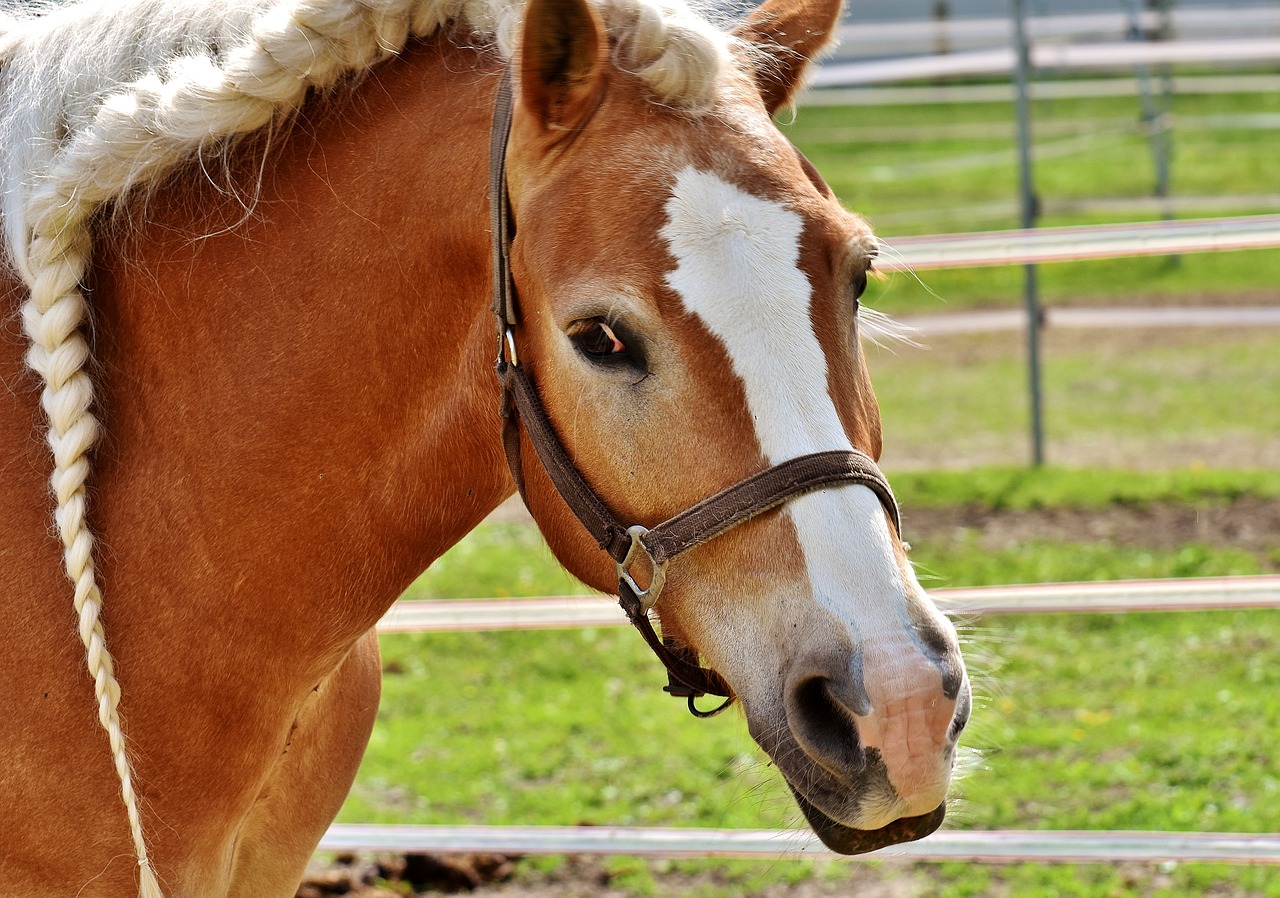 Image - haflinger horse mane pferdeportrait