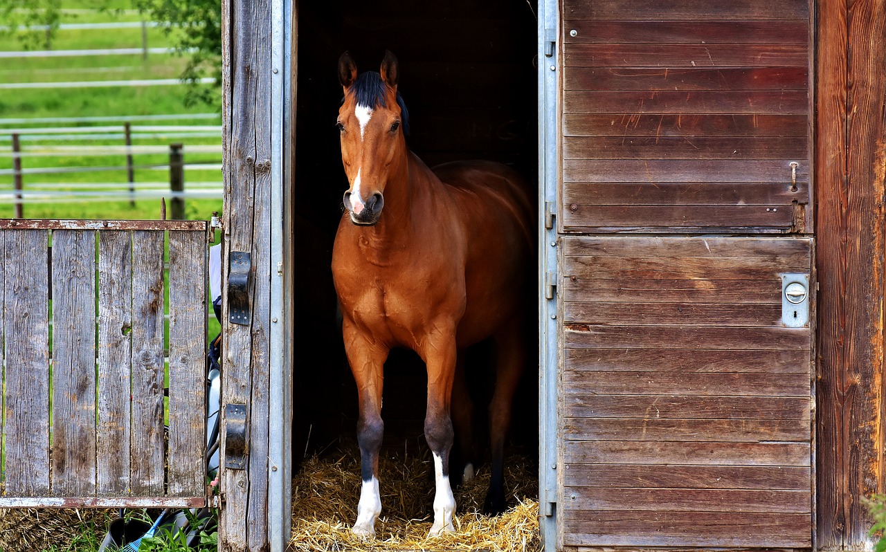 Image - horse brown stall box cute