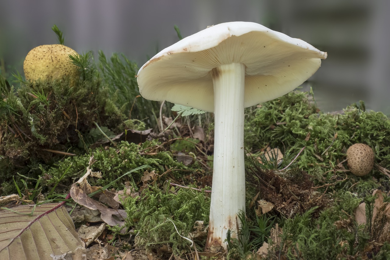 Image - mushroom white lamellar forest