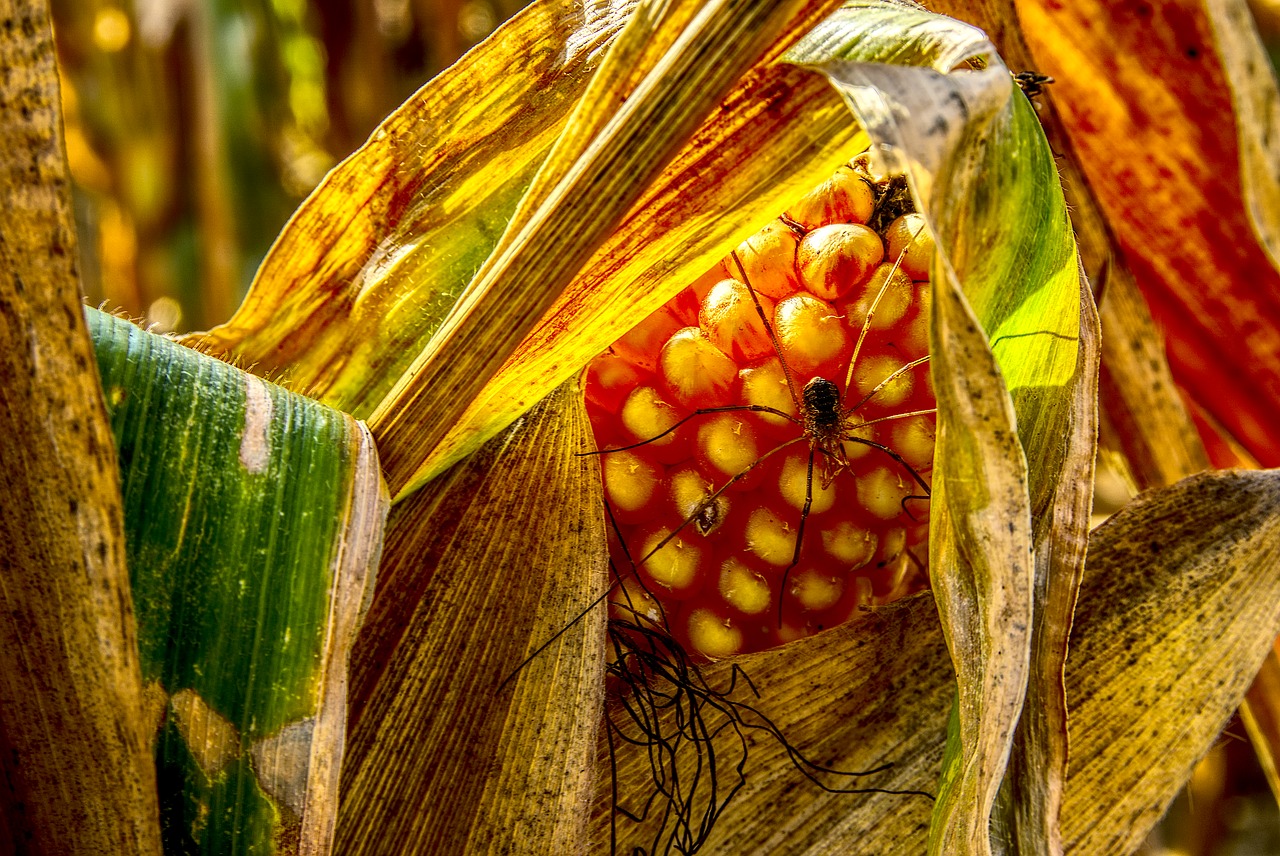 Image - corn corn on the cob spider insect