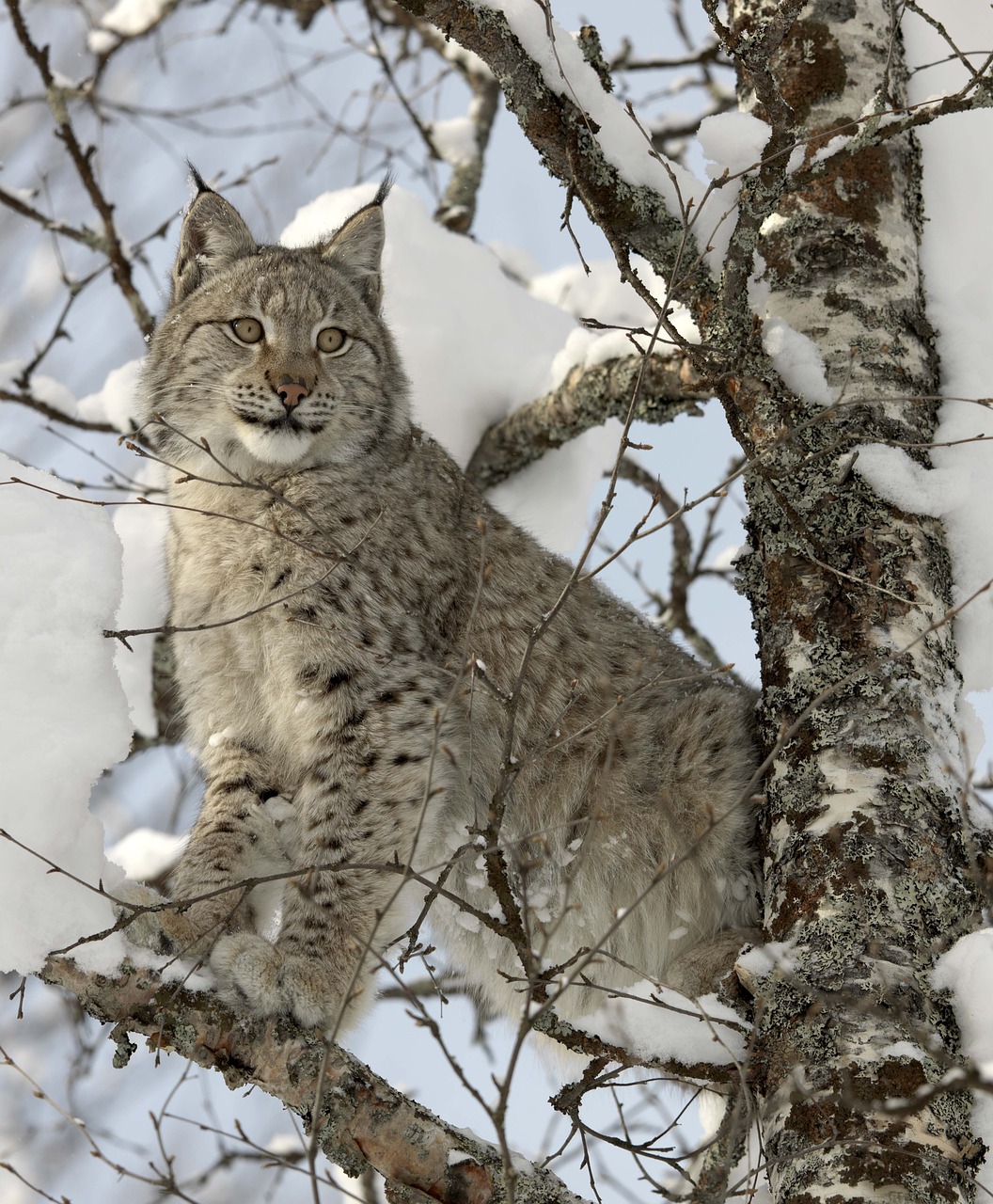 Image - lynx snow cat nature carnivore