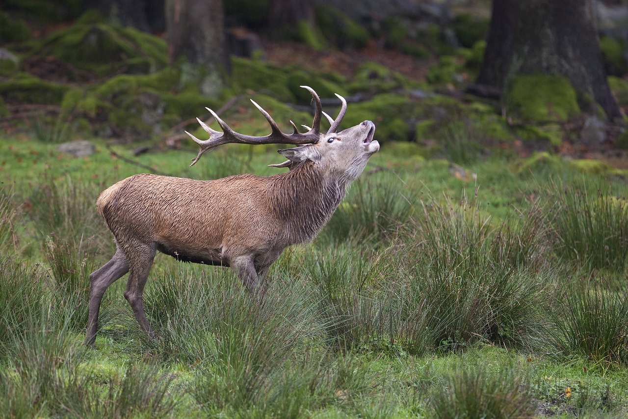 Image - deer stier bull nature wildlife