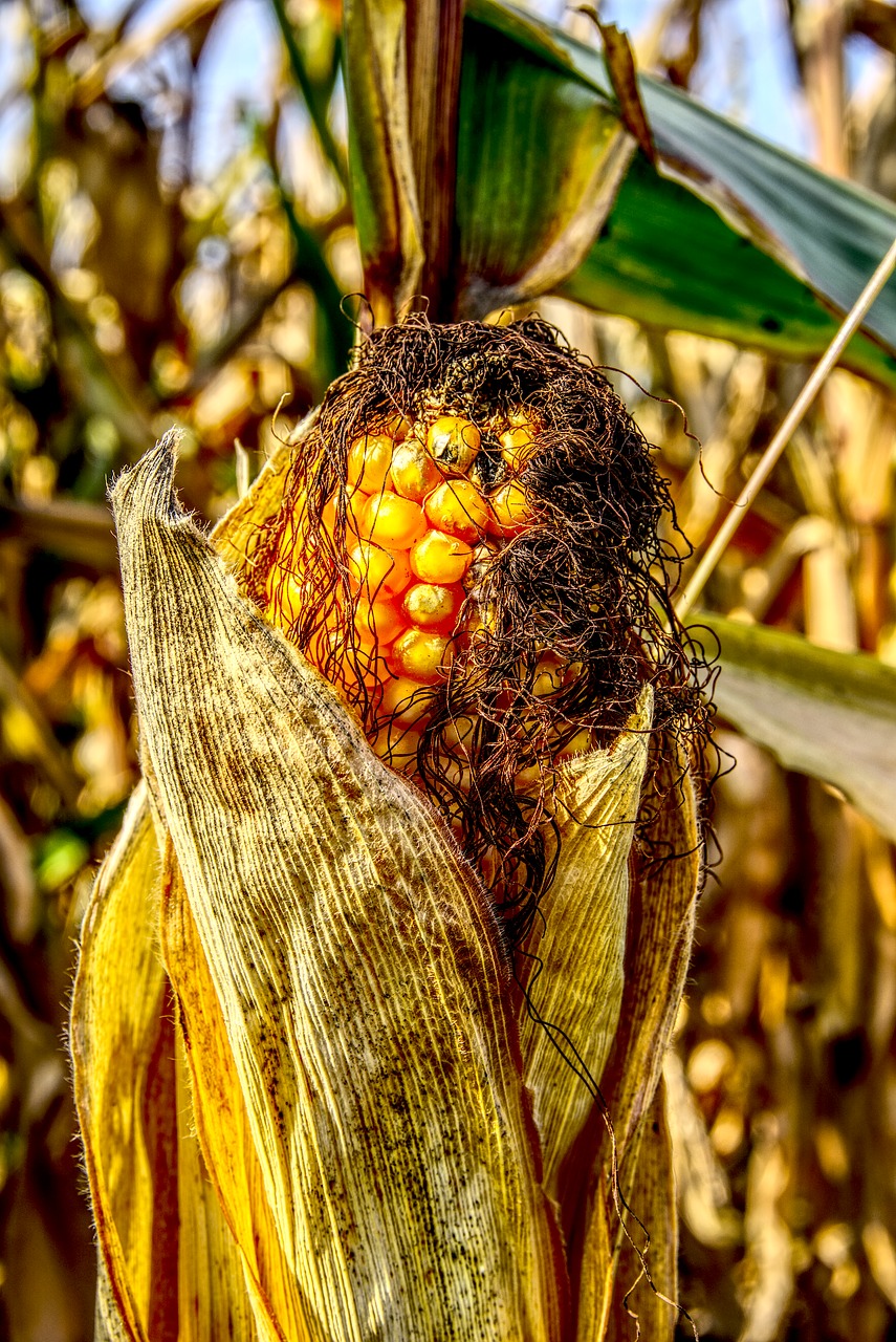 Image - corn corn on the cob close yellow