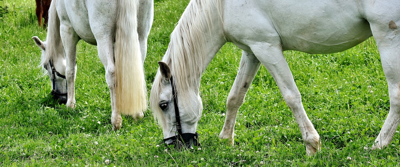 Image - mold horses pasture animal