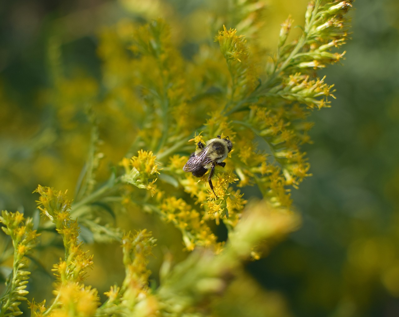 Image - honeybee in goldenrod bee insect