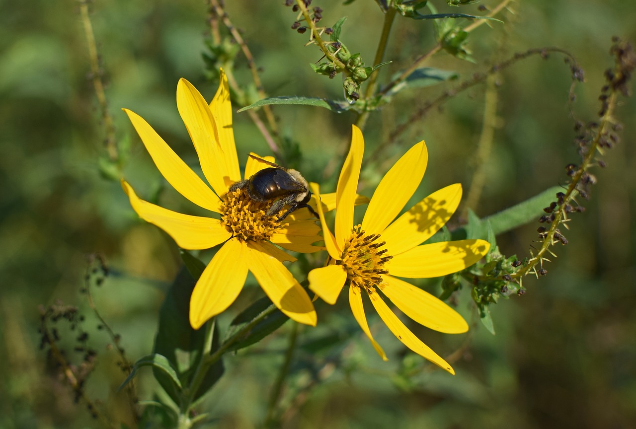 Image - bumblebee in wild sunflower bee