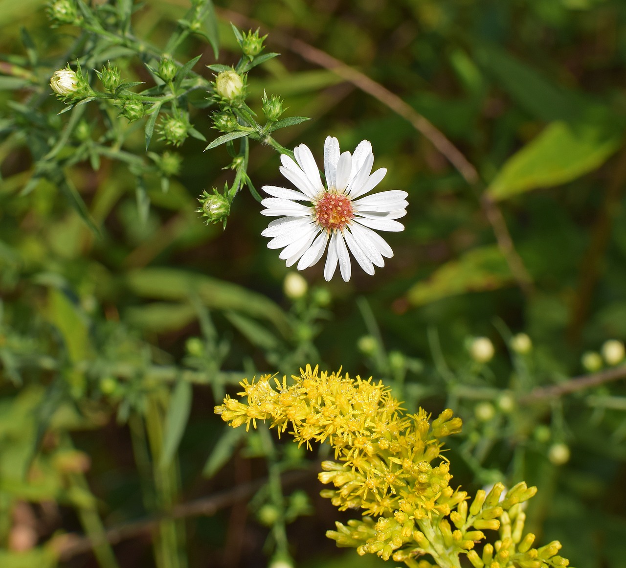 Image - crooked stem aster and goldenrod