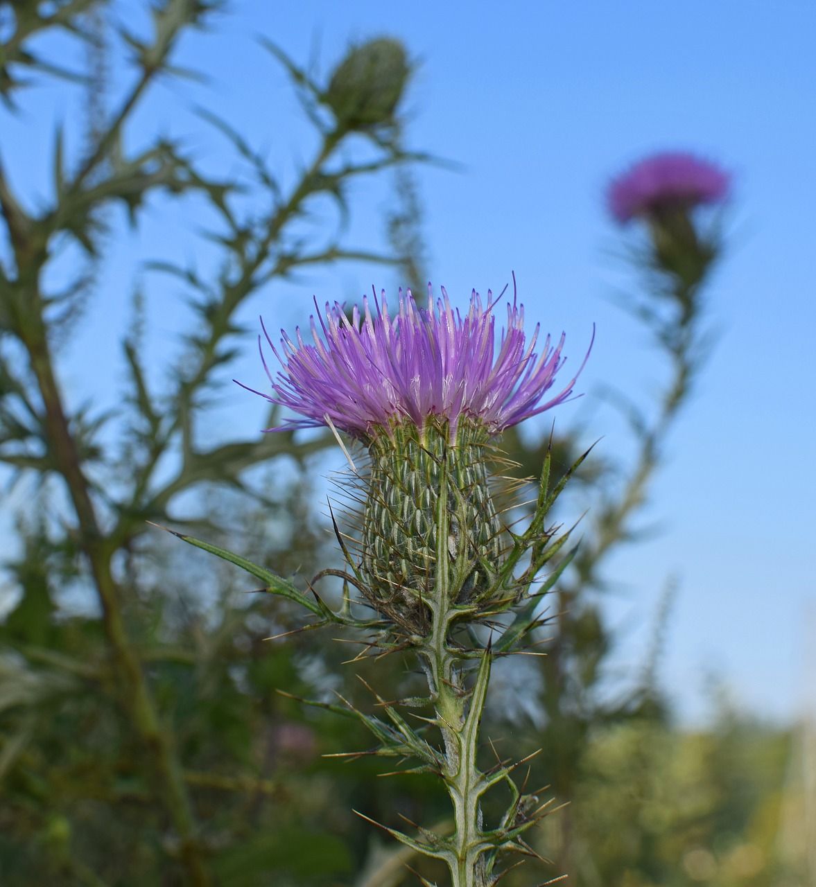 Image - common thistles against the sky