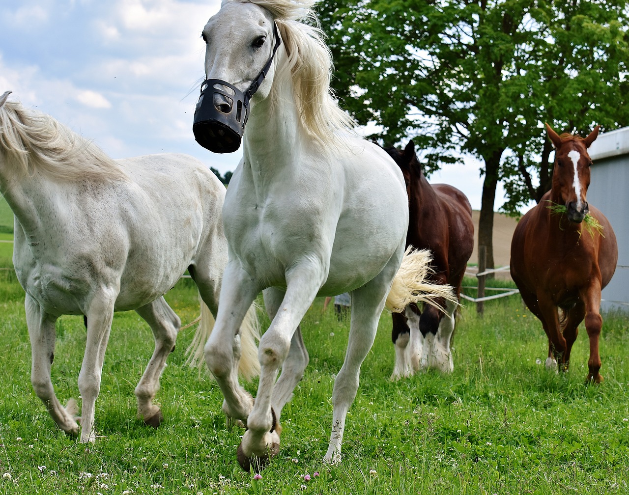 Image - mold horses romp wild play