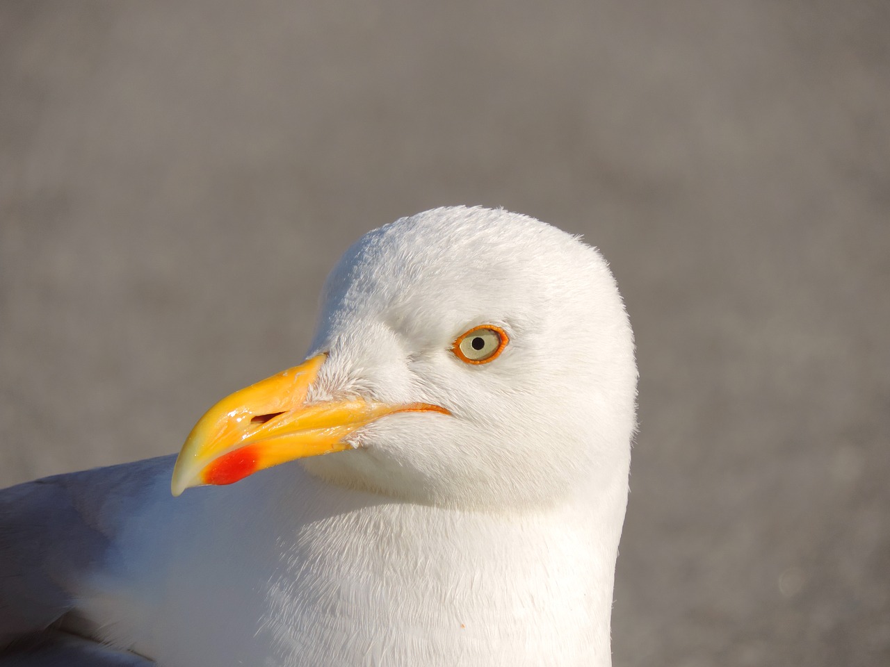 Image - seagull herring gull bird