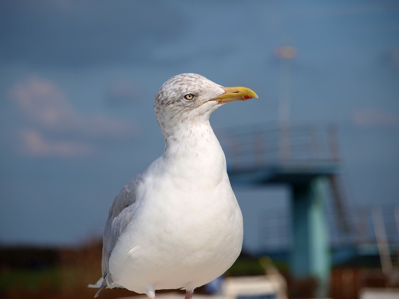 Image - seagull bird lake water bird close