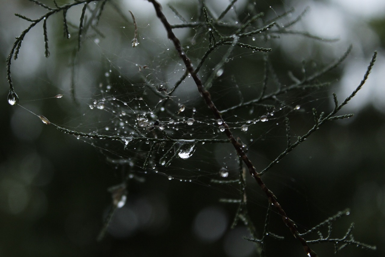 Image - tree drops araign e