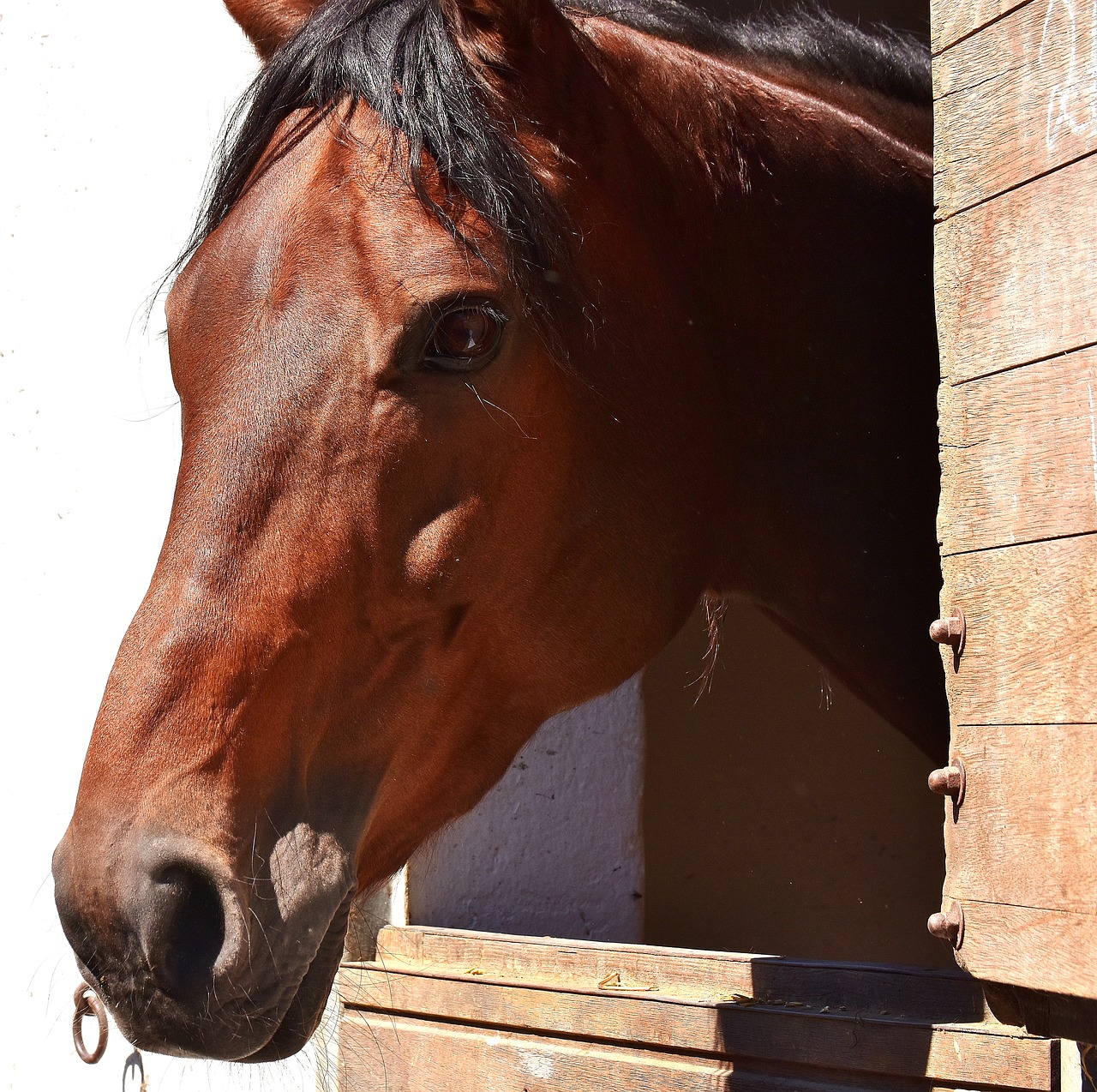 Image - horse brown stall box cute