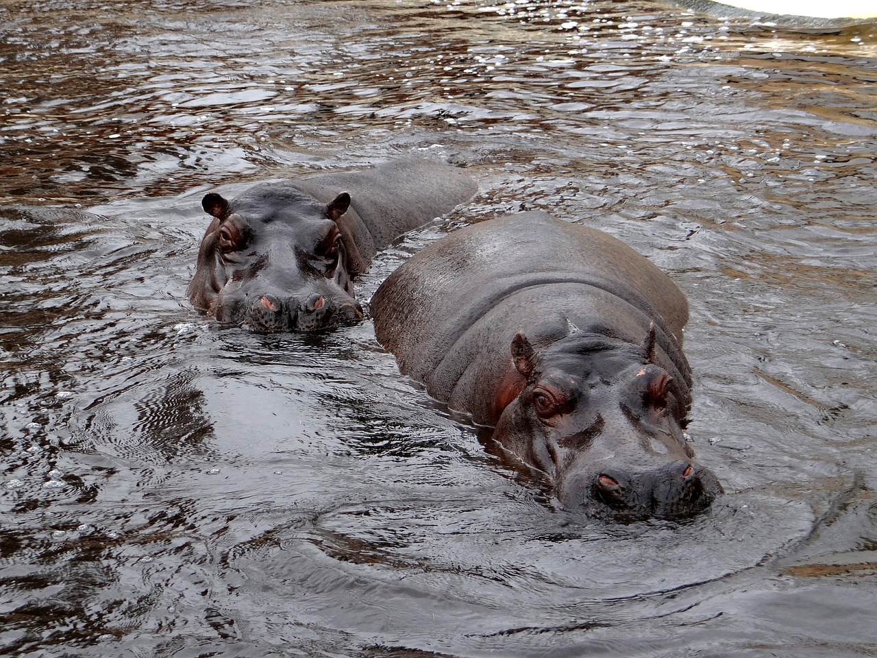 Image - hippo nature water animal swim