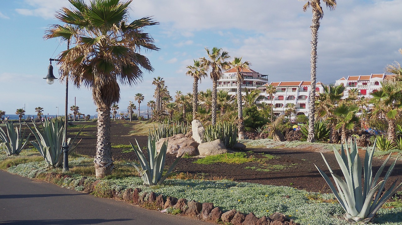 Image - palms tenerife spring overview