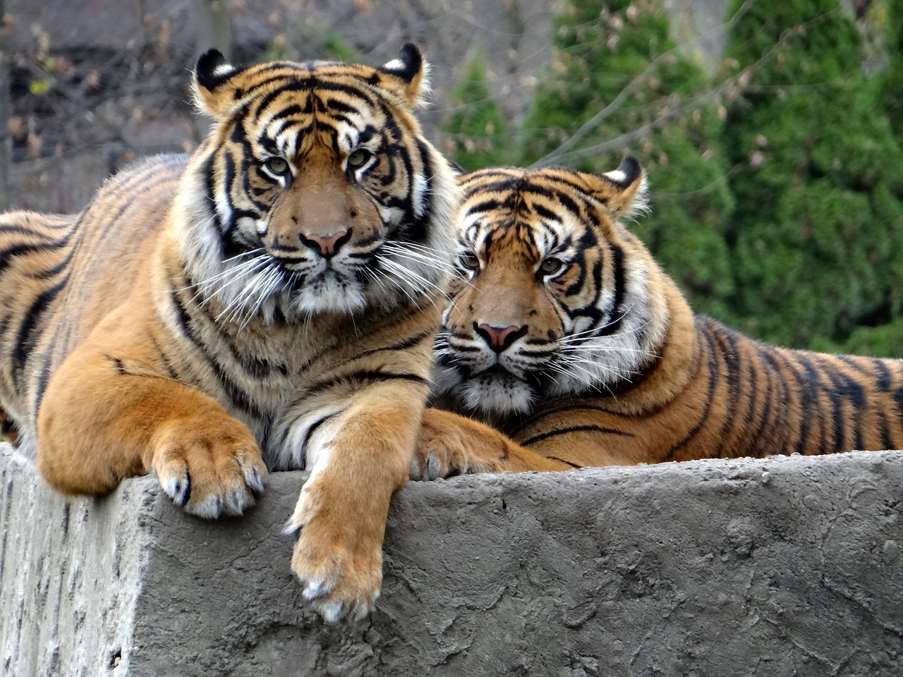 Image - sumatran tiger nature predator