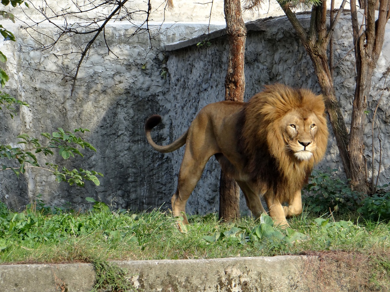 Image - lion mammal the king of beasts