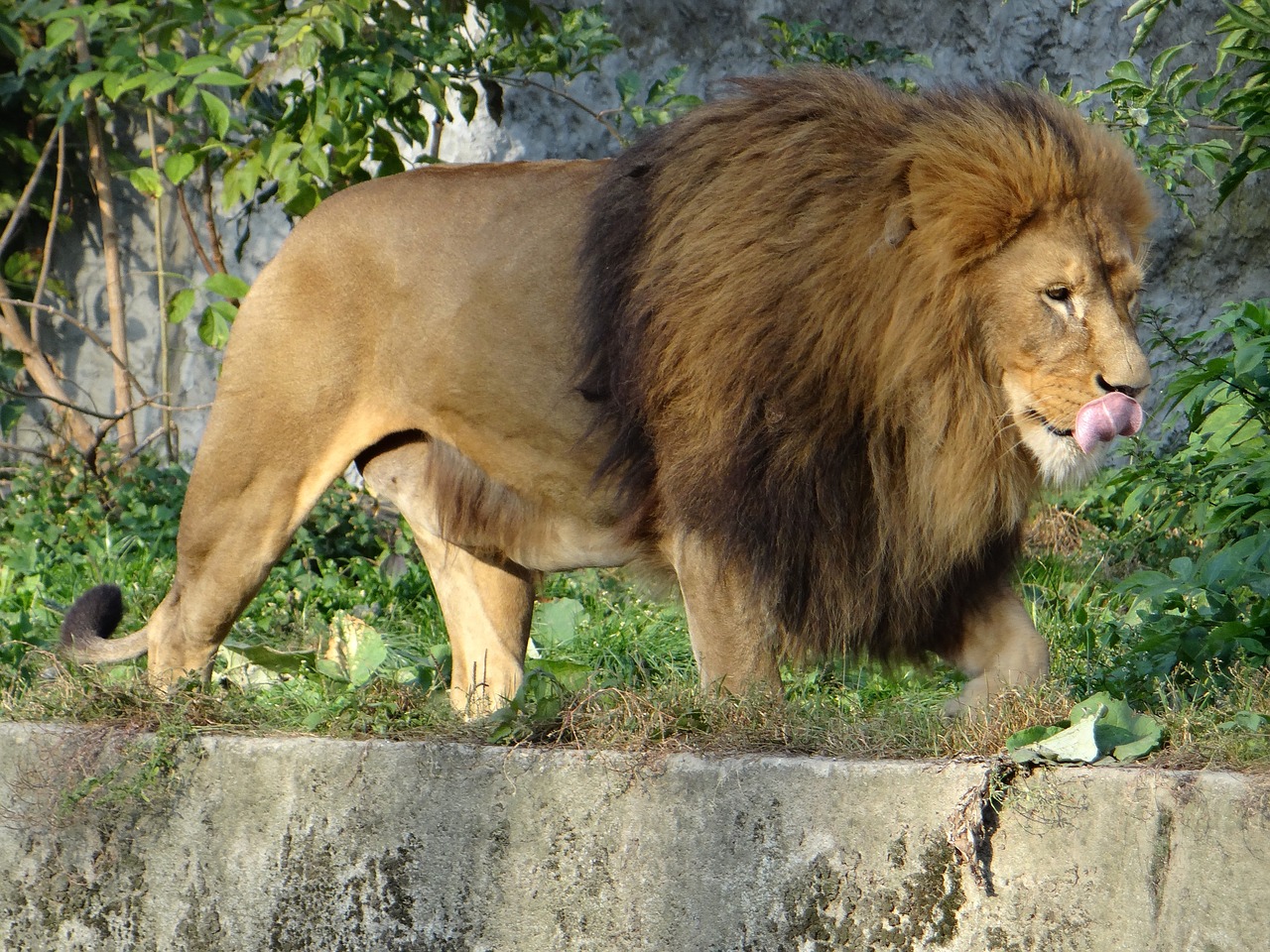 Image - lion mammal the king of beasts