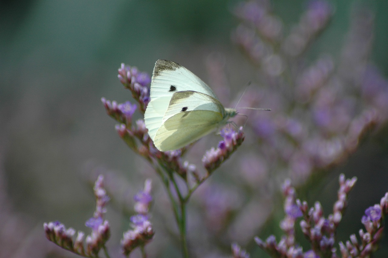 Image - butterfly nature cabbage white