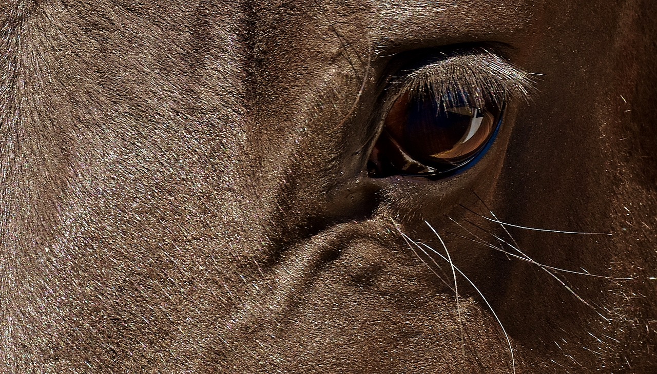 Image - horse brown eye close eyes head