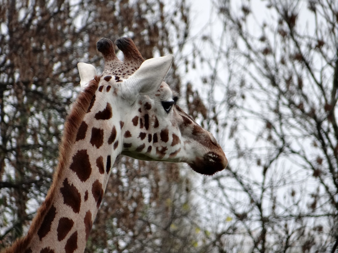 Image - giraffe nature tanzania safari