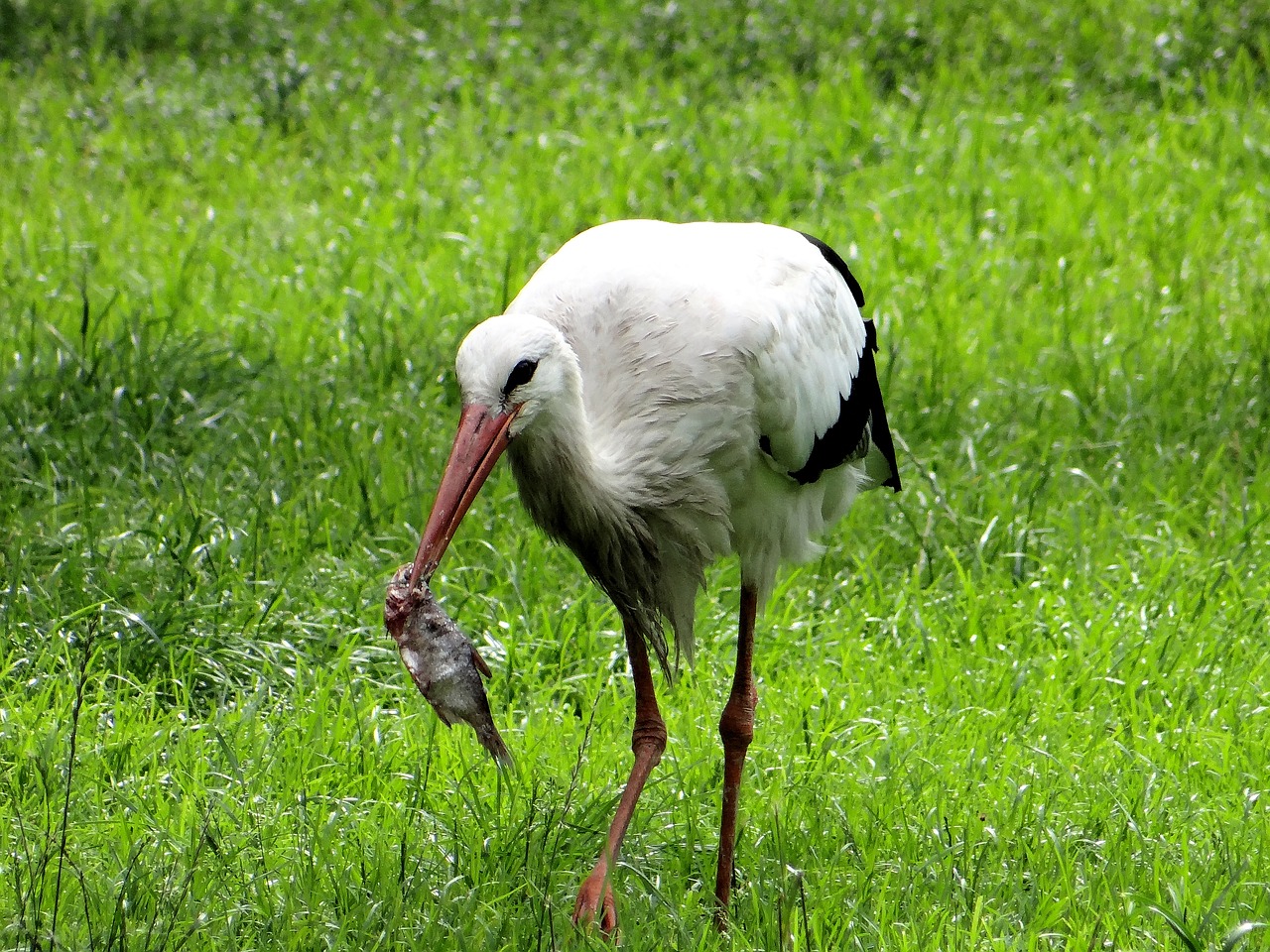 Image - white stork ciconia ciconia bird