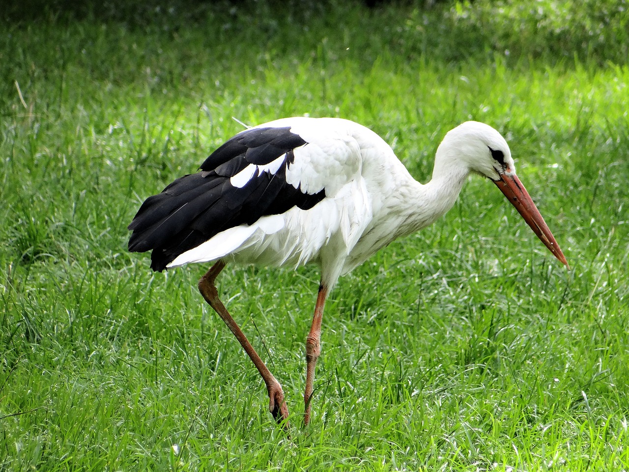 Image - white stork ciconia ciconia bird