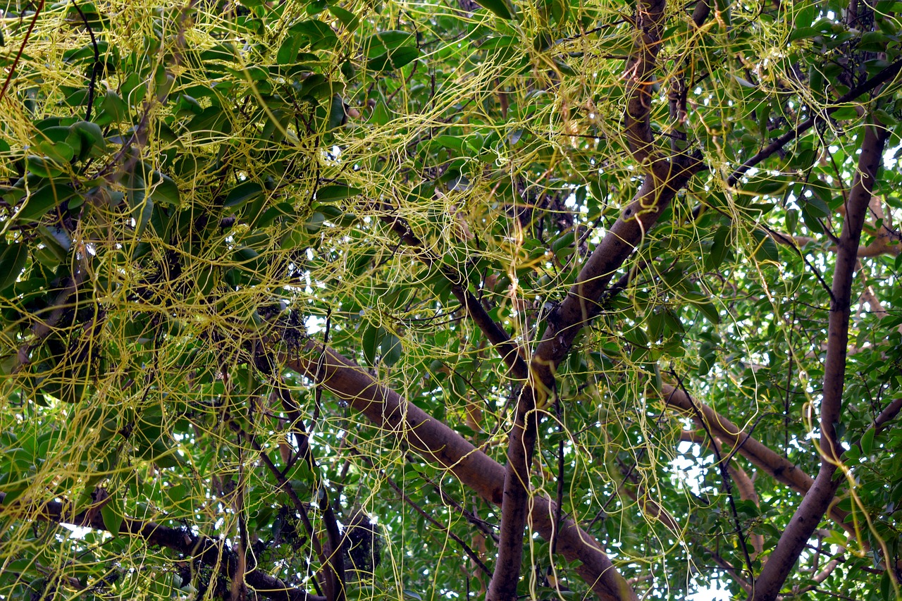 Image - entangled amarbel dodder climber