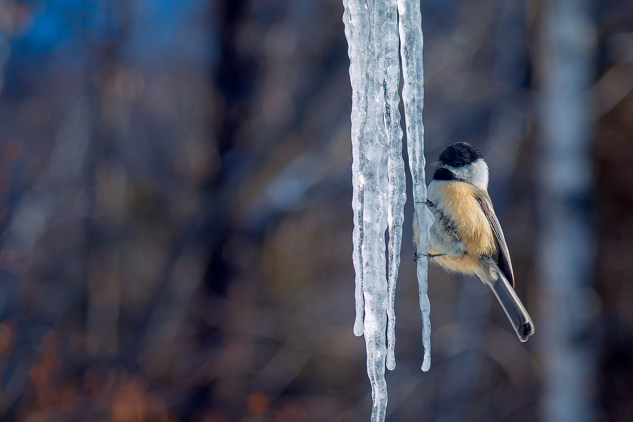 Image - tit ice winter cold contrast