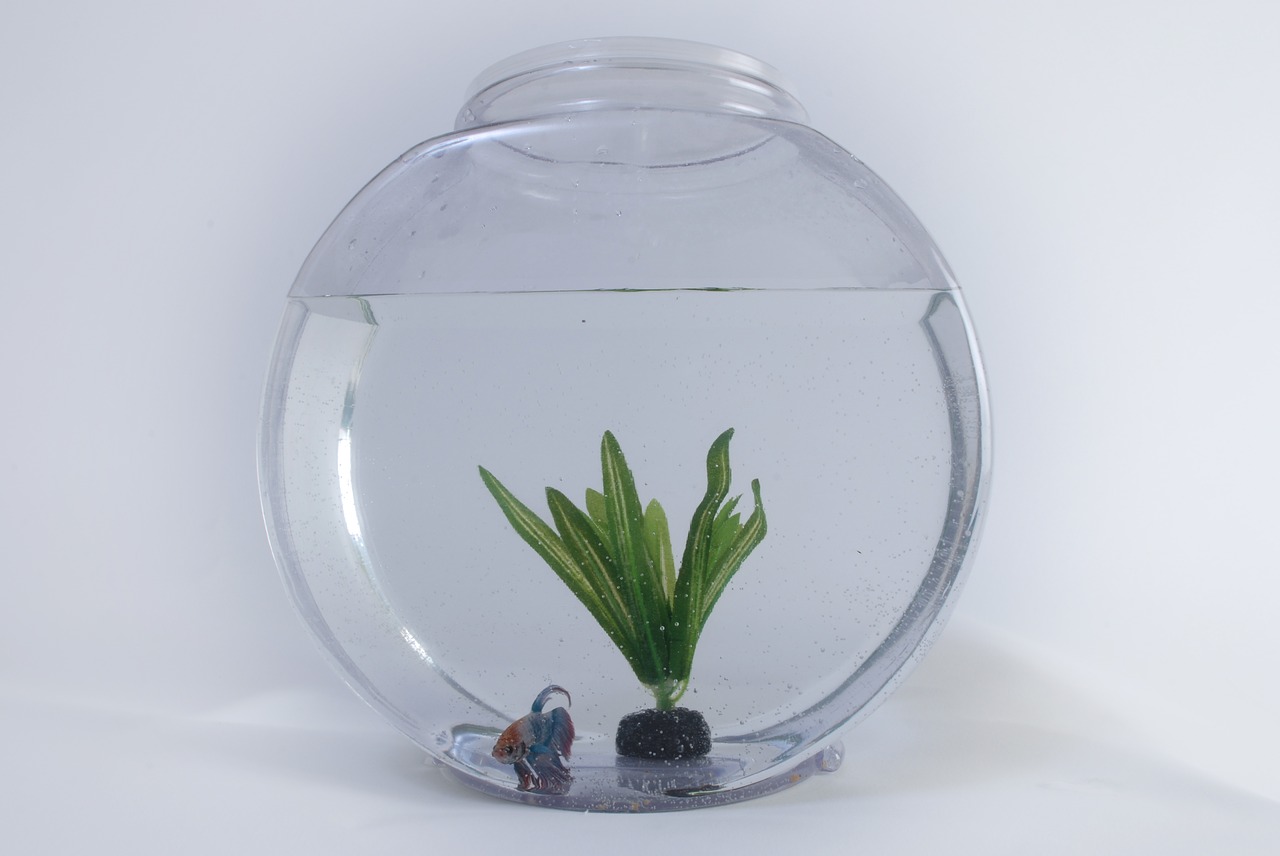 Image - fish tank aquarium water aquatic