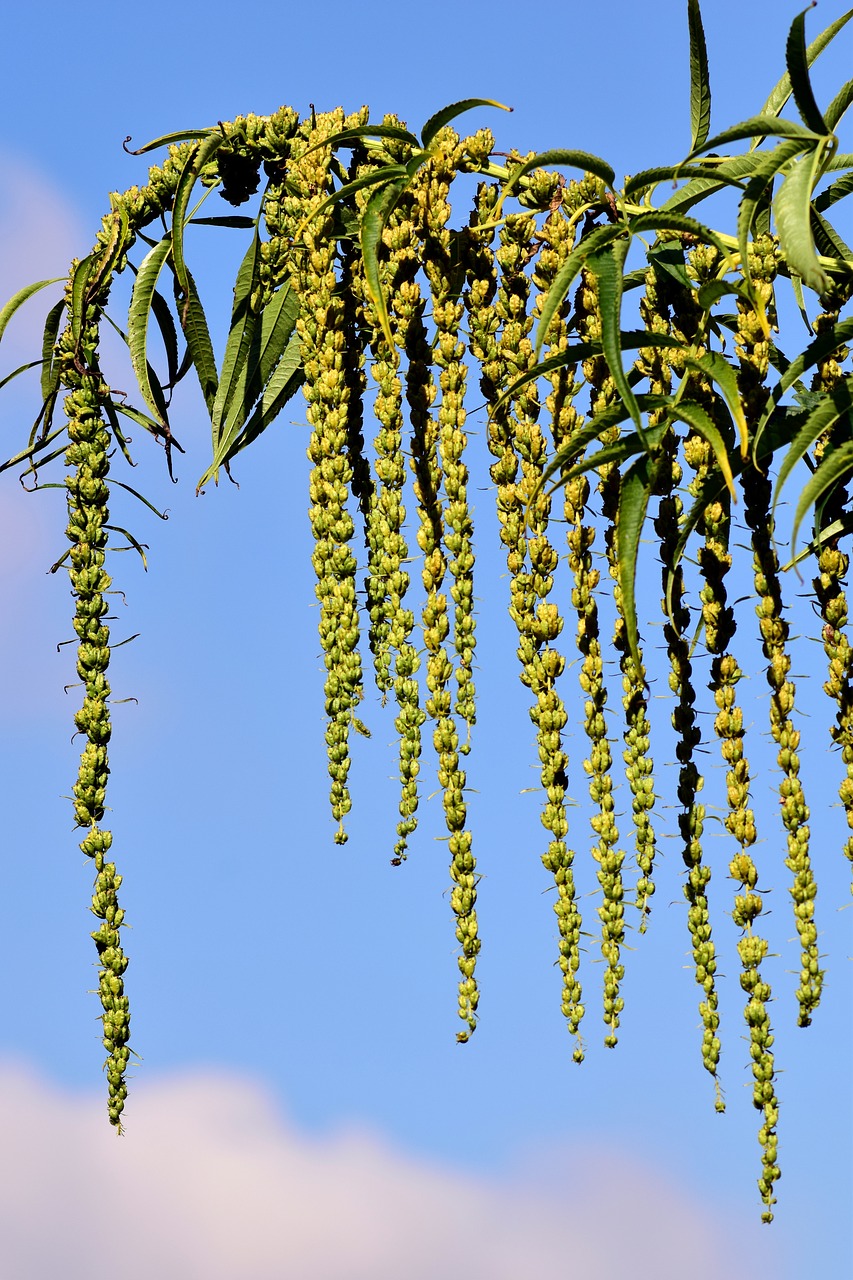 Image - yellow hemp datisca cannabina seeds