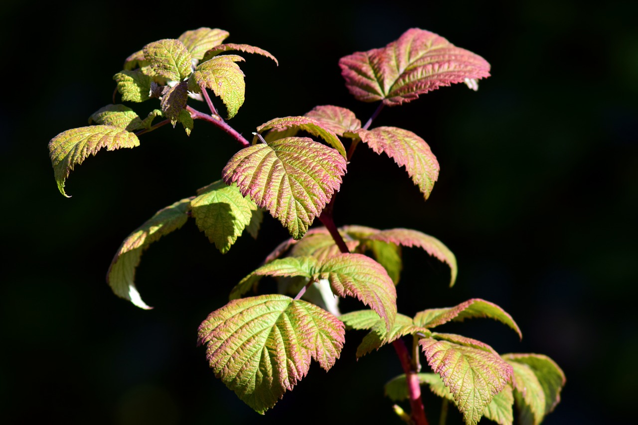 Image - himbeerstrauch autumn fall color