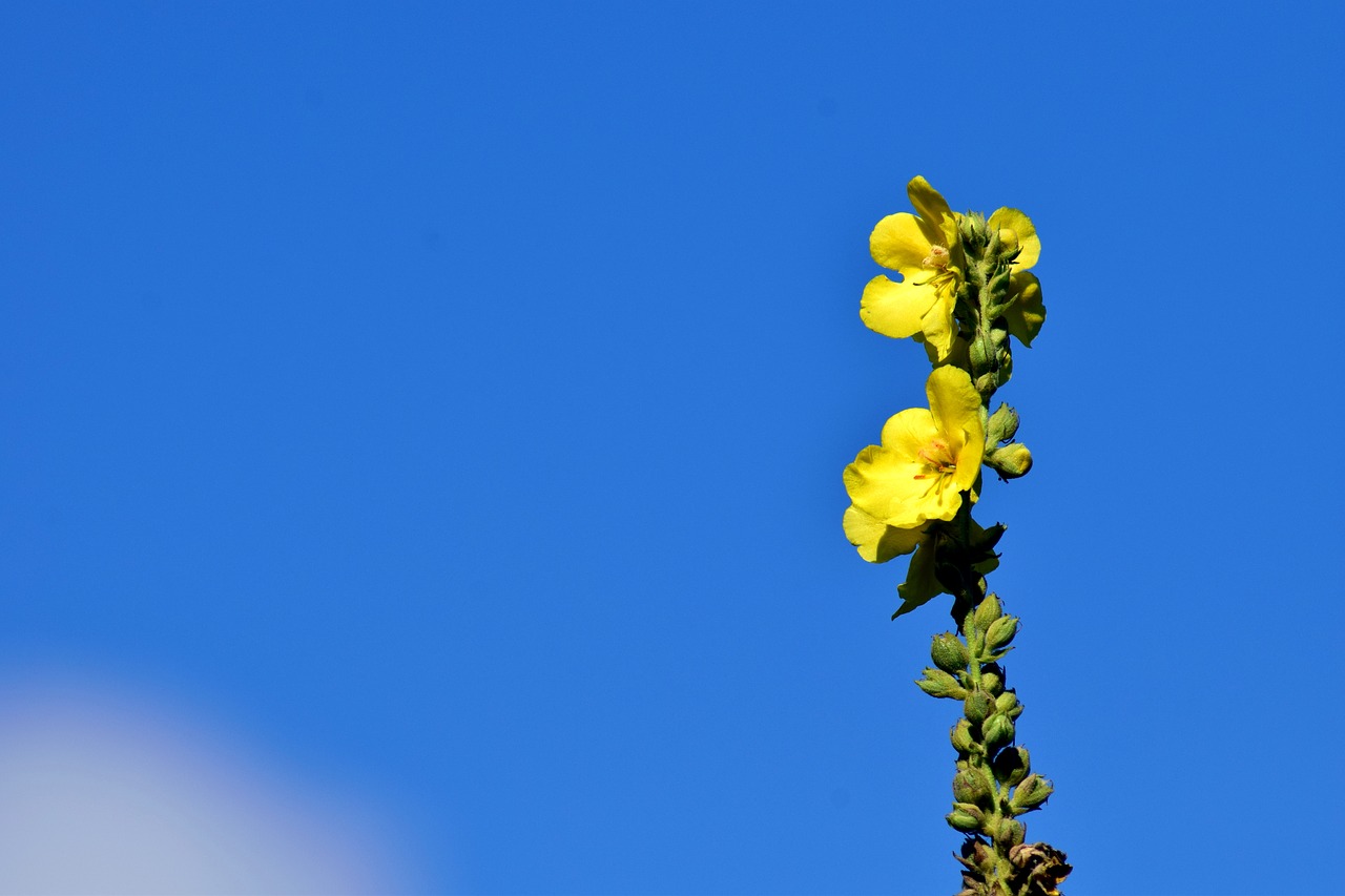 Image - mullein yellow nature flower plant