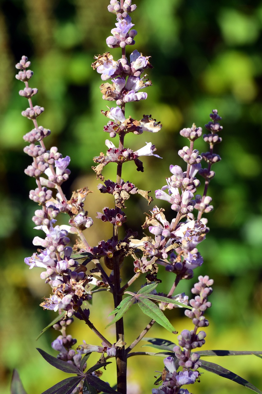 Image - monk pepper agnus castus