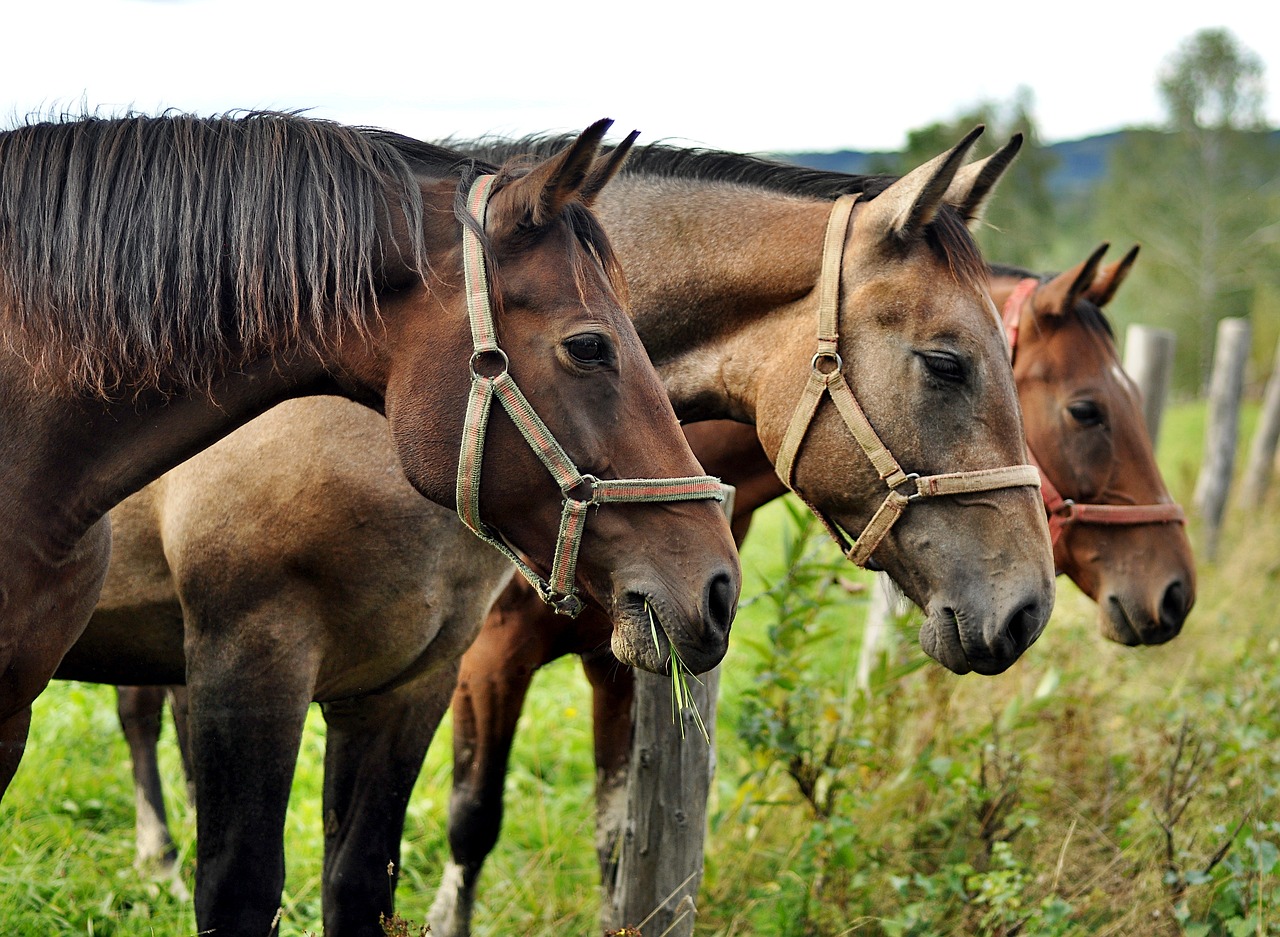 Image - horses bieszczady animals nature