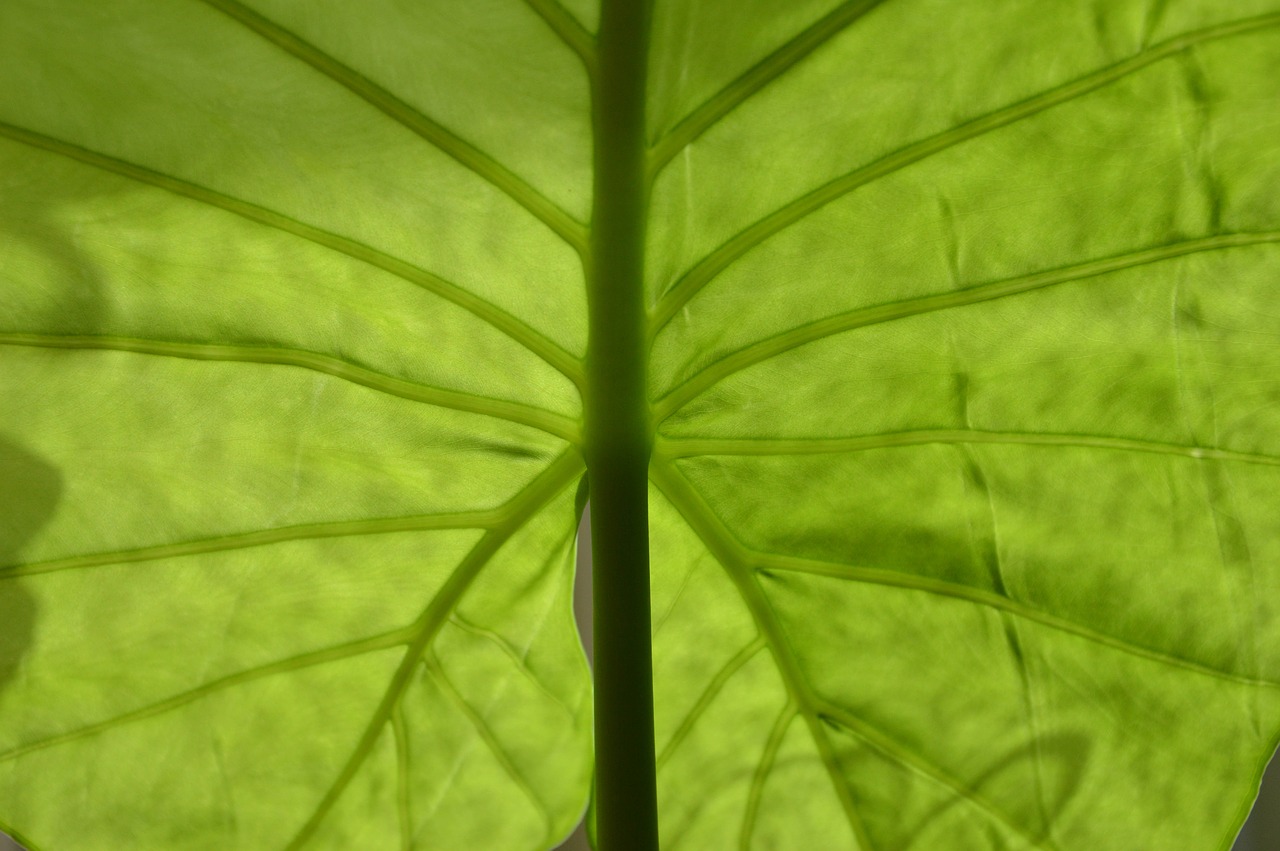 Image - leaf green nature plant closeup