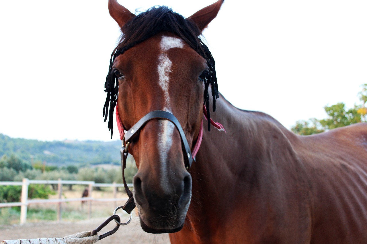 Image - horse brown horse